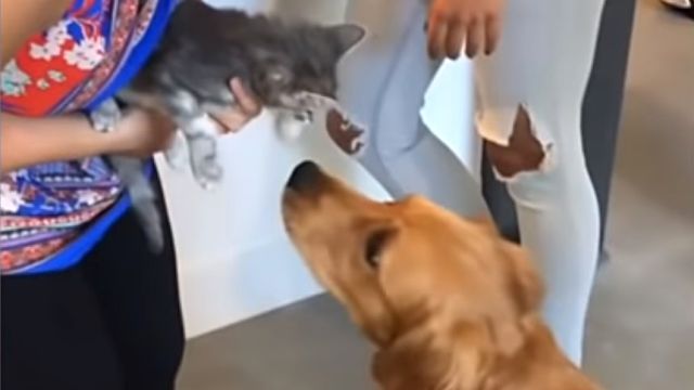 catndog1
