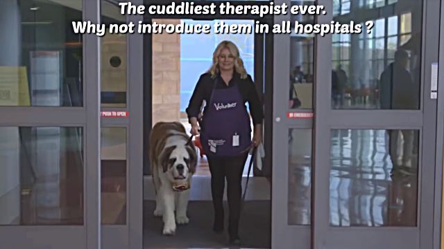 therapydog4