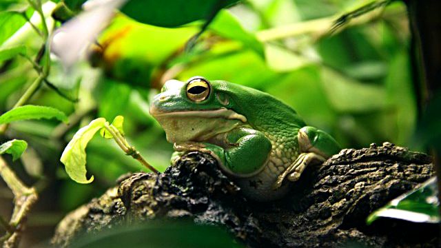frog-663966_960_720_ea