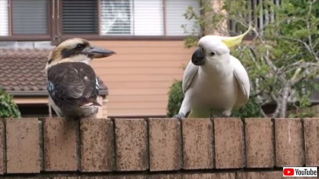 気になる と思ったらもう止まらない カワセミのしっぽにちょっかいを出しまくるオウム カラパイア