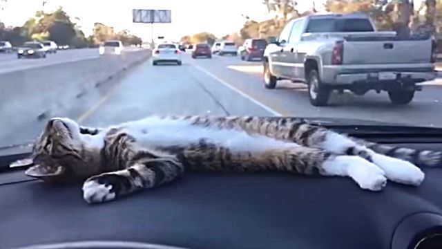 dashboardcat3