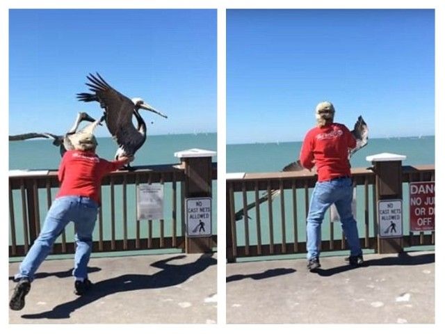 pelican2_e