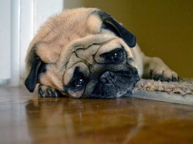 ruff_day-9_e