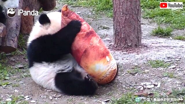 bambooshootcushion2_640