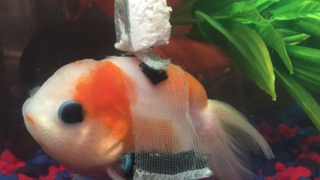 goldfish-3_e