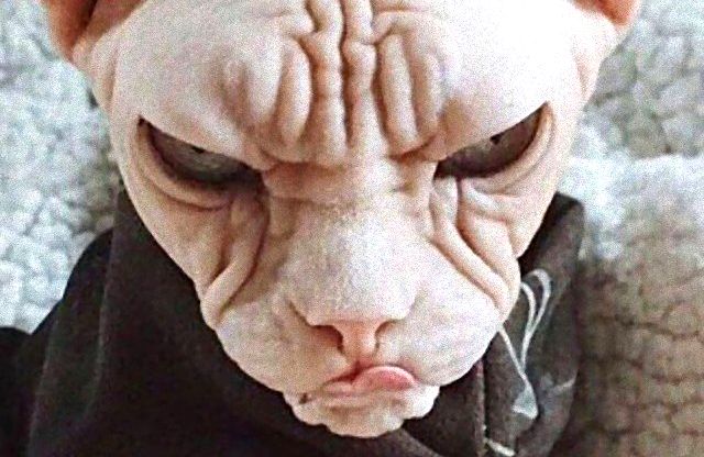 grumpy_animals_23_a