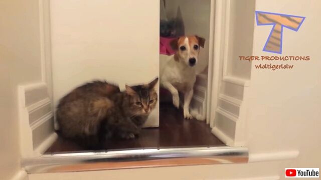 dogsafraidofcats1_640