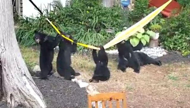 bearkids2