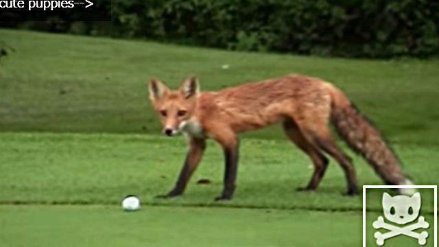 golfballfox2
