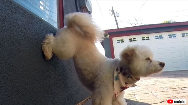 cuteyogidogs3_640