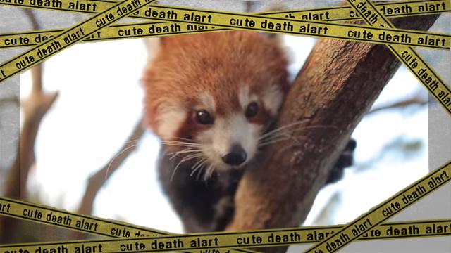redpanda2 [www-frame
