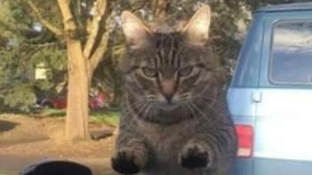 furycat1