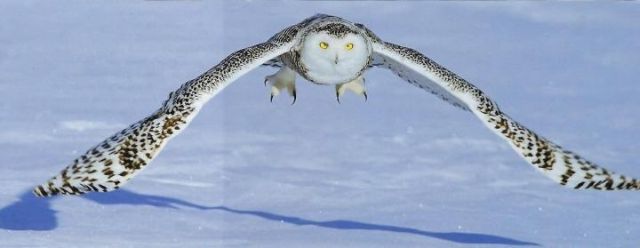 owl-2 (1)