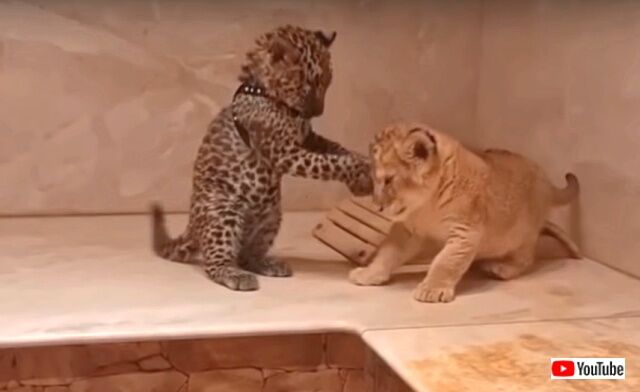 jaguarnlion5_640