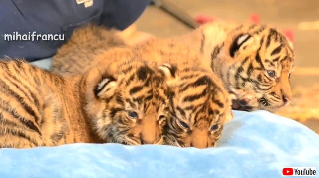 tigerbaby1_640