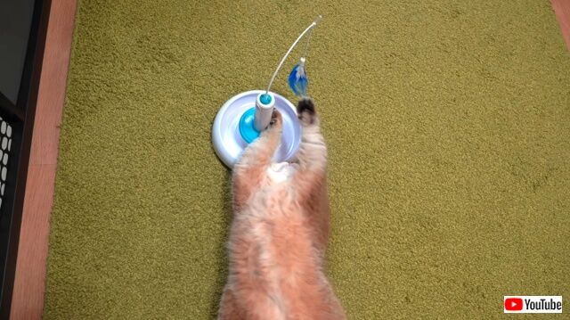 lazycatwatoy7_640