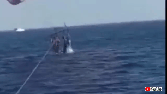 shark
