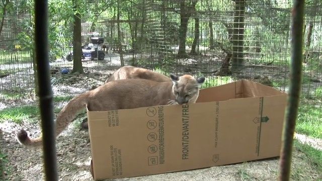 tigervsbox1_e