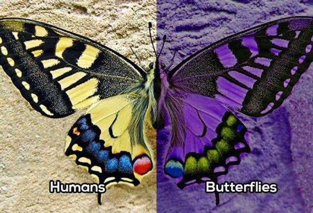 whatanimalsees5