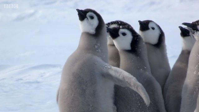 penguinchicks7_e