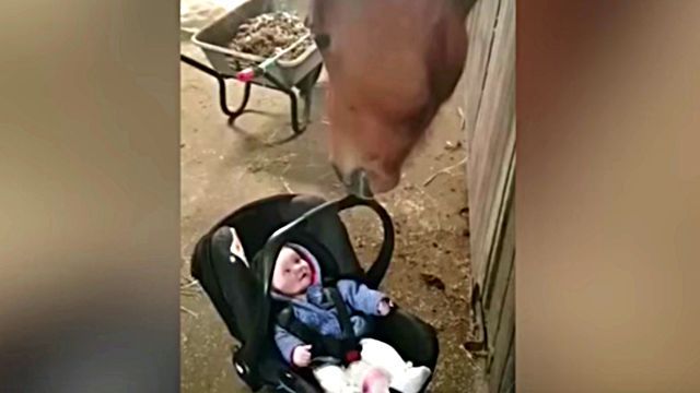horsenbaby2