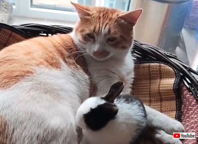 catnbunny2_640