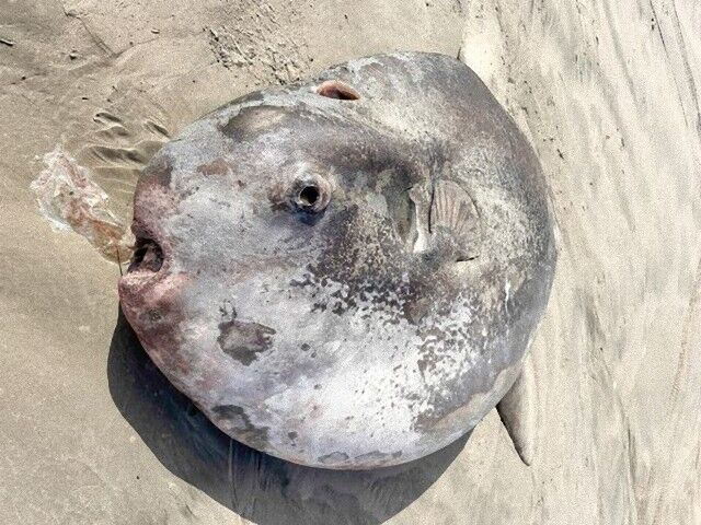 オレゴンのビーチに打ち上げられた体長221cmの巨大マンボウは新種だったことが判明