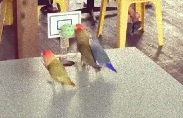 parrotplayingbasketball5_e