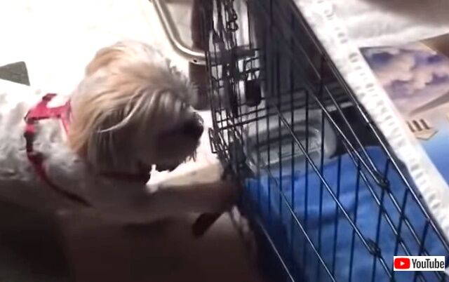 funniestdogs3_640