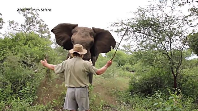 manvselephant6