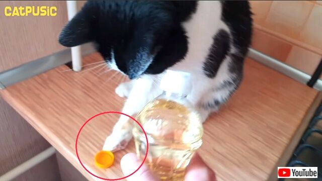 fluffybottleopener6_640