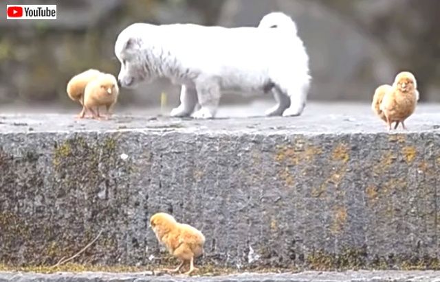 puppynchicks4_640