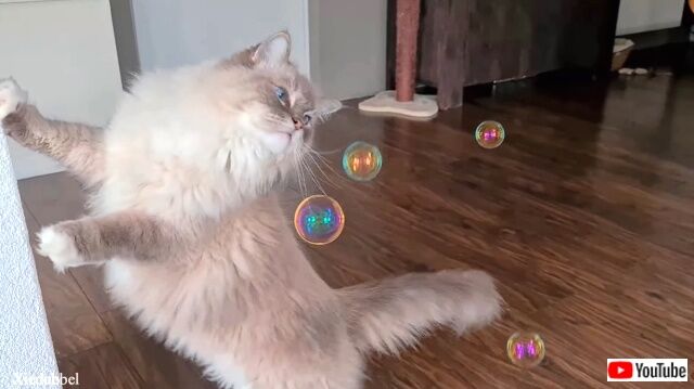 catnipbubbles5_640