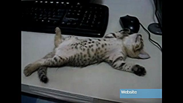 sleepingcat3