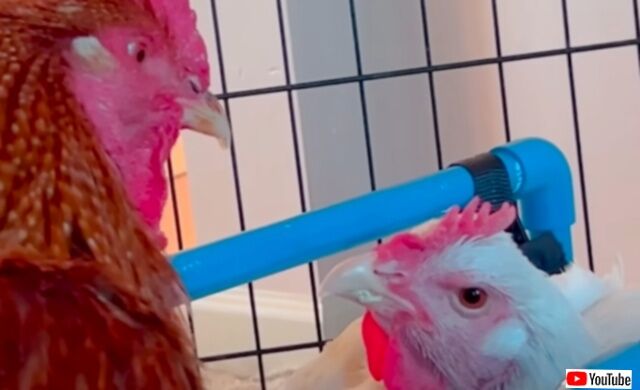 20230726_195300 (3)_batch