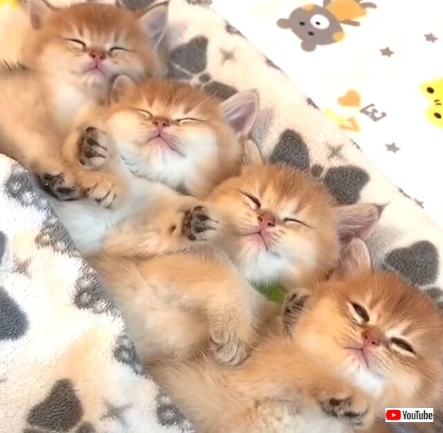 sleepykitties3_640