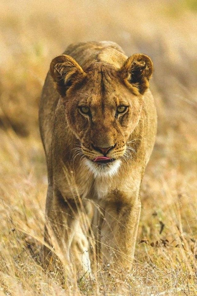 animalfacts9_e