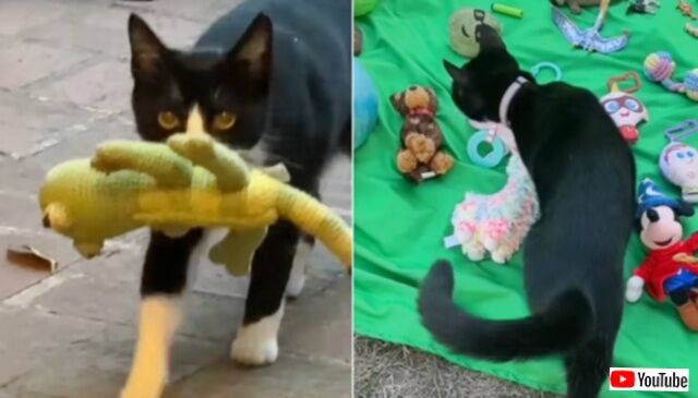 保護猫「見て！ステキなプレゼントを持ってきたニャ！」と、近所の家々を回って不要なアイテムを集めて来る