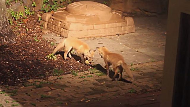 foxnball3