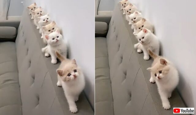 cutecatsshort3_640