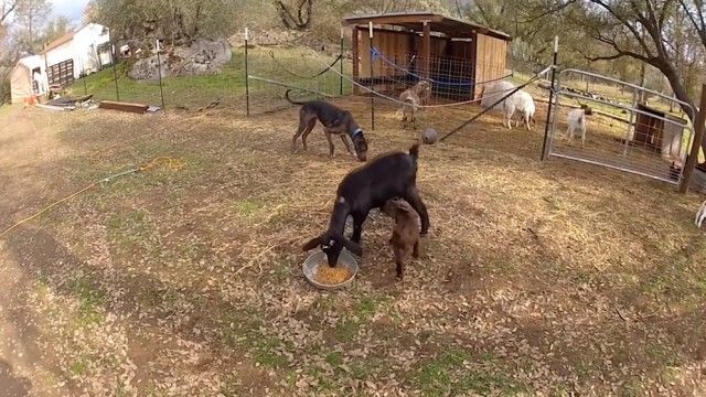 goatsnsheep6_e