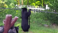 bearinpool