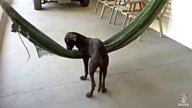 hammockdog3