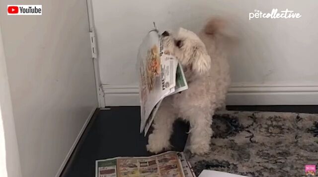 bestpets201912_5_640