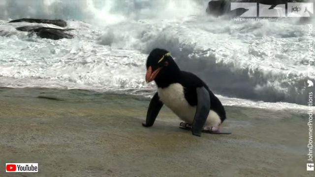 penguincam8_640