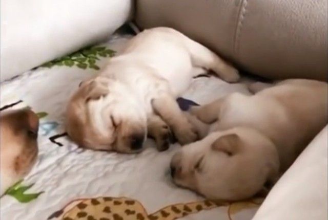 cutest3_e