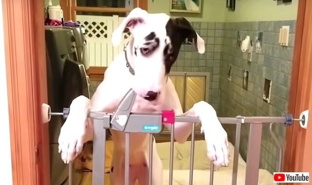 funniestdogs0_640