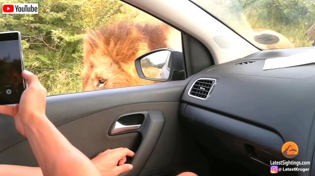 lions6_640