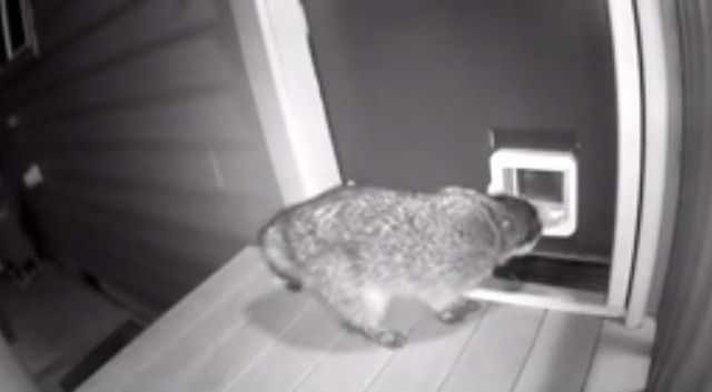 CatChasesRaccoon2_e