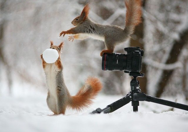 squirrel-photography-russia-vadim-trunov-6_e